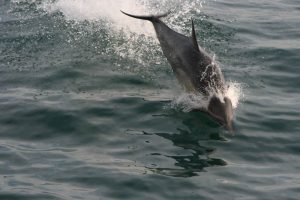 img_4219-porpoise